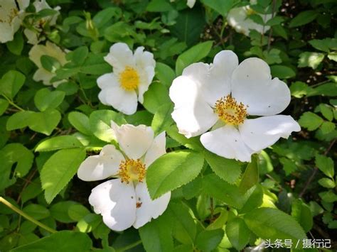 會開白色花的植物|秋天植物盛開指南：金針花、杭菊、韭菜花、楓葉、芒。